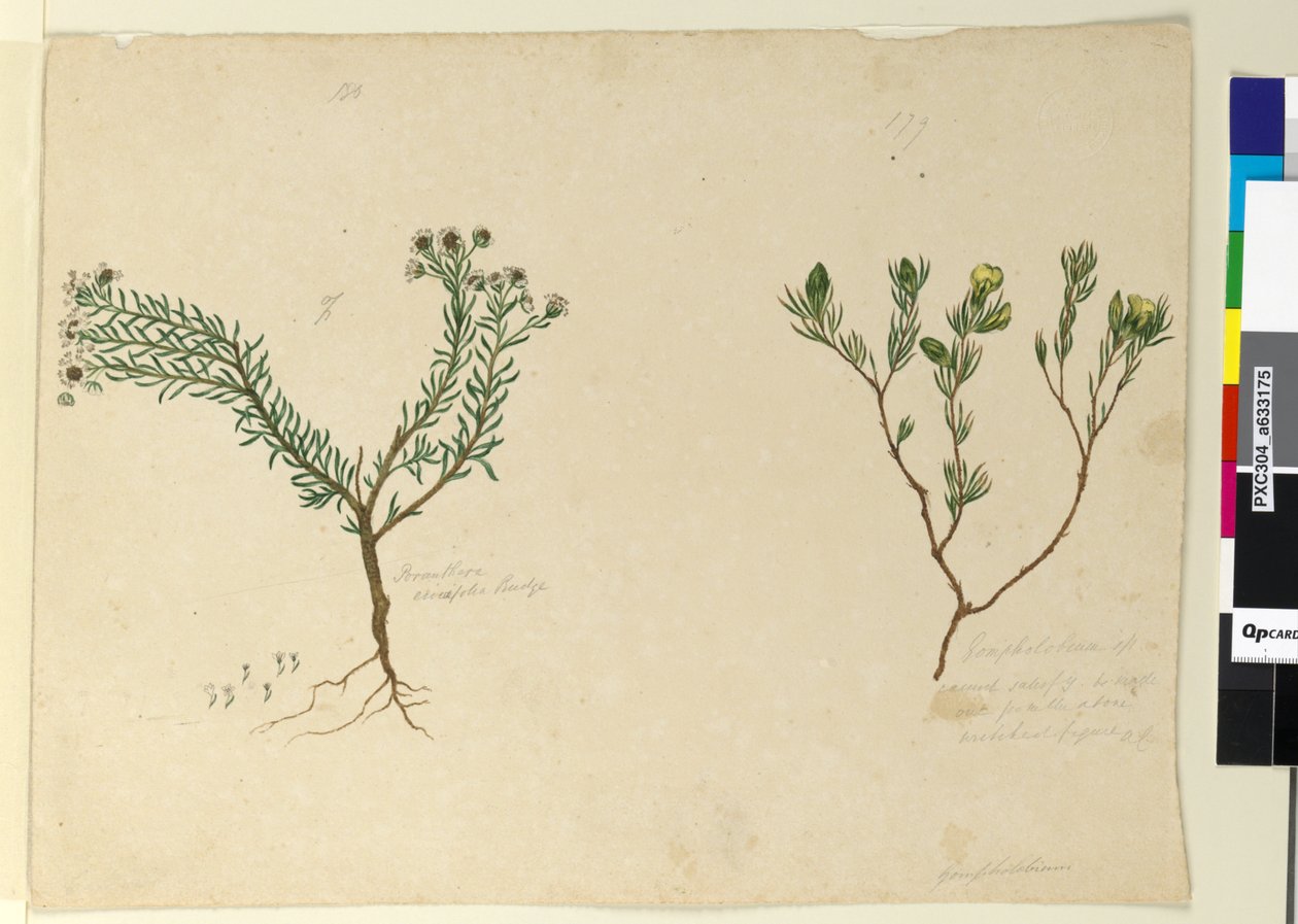 Side 179. Gompholobium; 180. Poranthera ericafolia, ca. 1803-06 (wc, penn, blekk og blyant) av John William Lewin