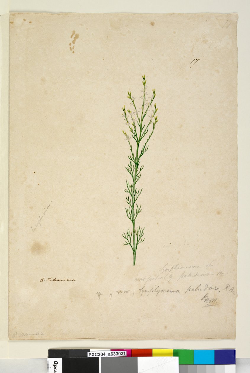 Side 17. Symphionema paludosum, c.1803-06 (wc, penn, blekk og blyant) av John William Lewin