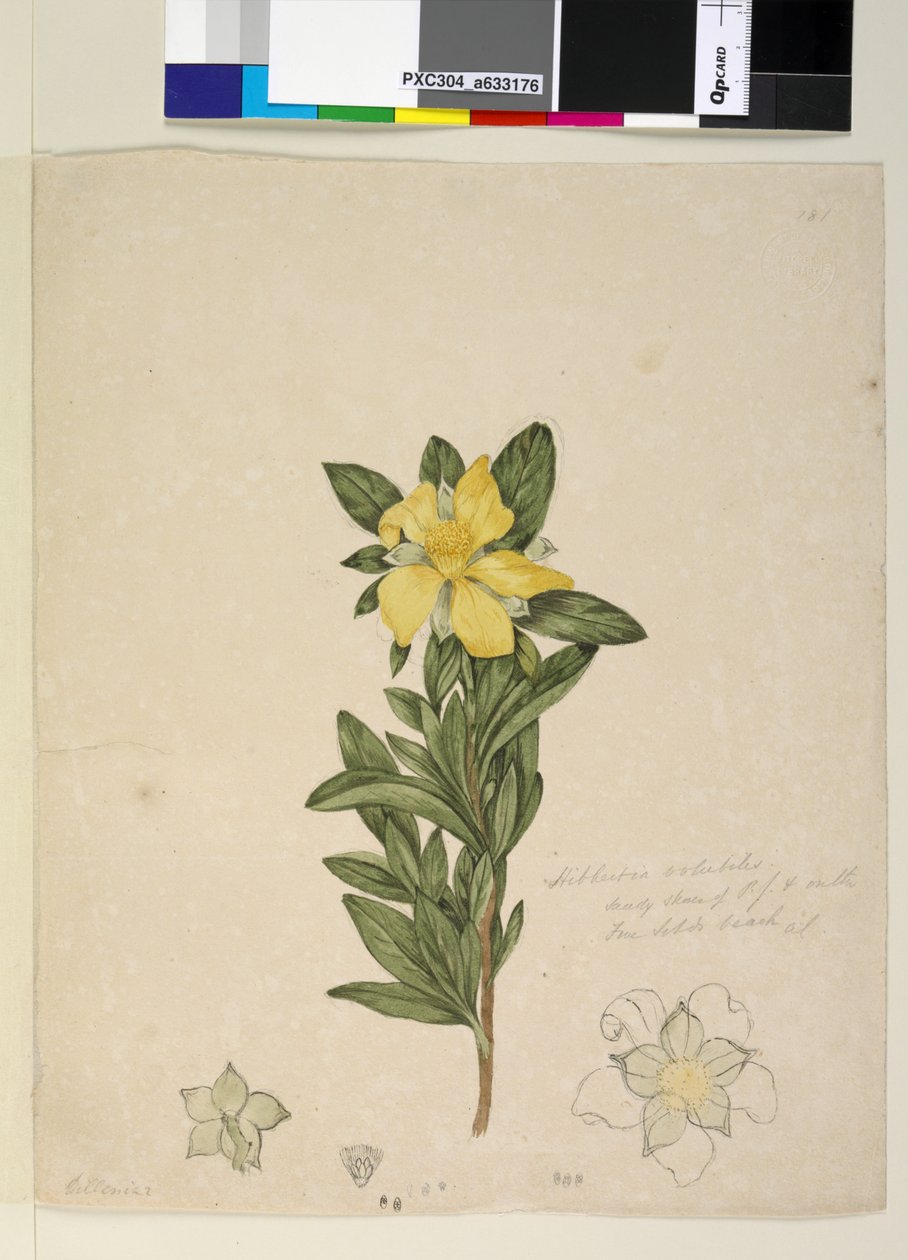 Side 181. Hibbertia volubilis Hibbertia scandens, c.1803-06 (wc, penn, blekk og blyant) av John William Lewin