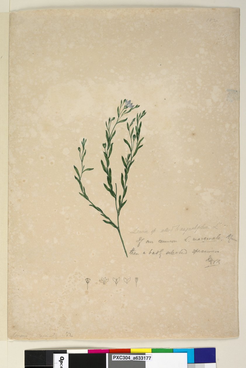 Side 182. Linum sp alliert med augustifolium, ca. 1803-06 (wc, penn, blekk og blyant) av John William Lewin
