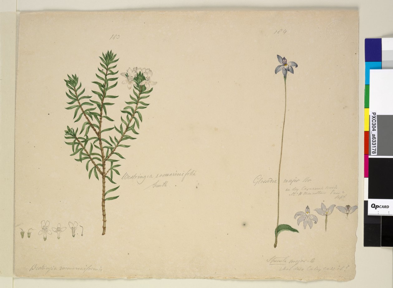 Side 183. Westringia rosmarinifolia Westringia fruiticosa; 184. Glossodia major, ca. 1803-06 (wc, penn, blekk og blyant) av John William Lewin