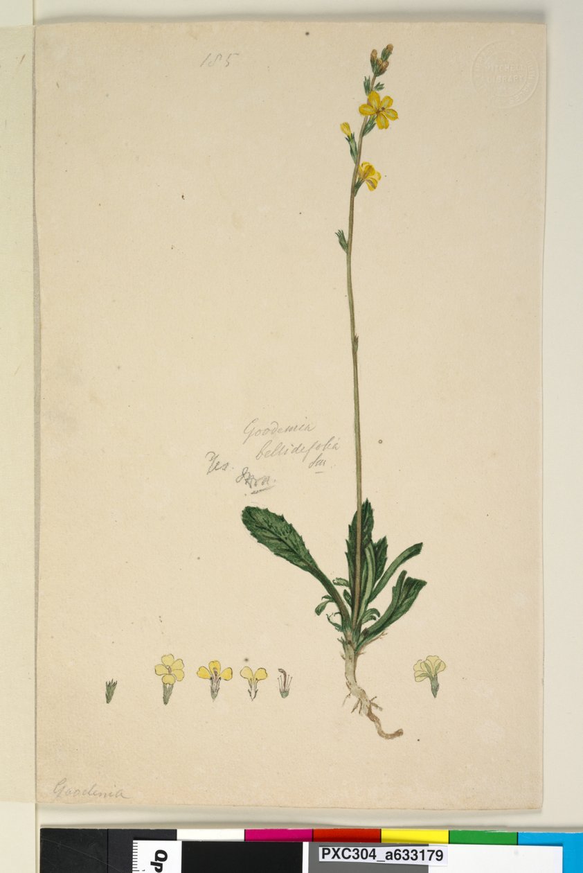 Side 185. Goodenia bellidifolia, ca. 1803-06 (wc, penn, blekk og blyant) av John William Lewin