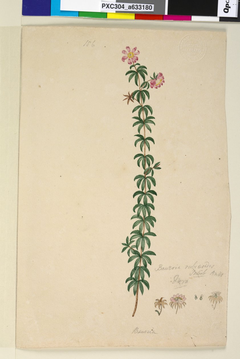 Side 186. Bauera rubioides, ca. 1803-06 (wc, penn, blekk og blyant) av John William Lewin