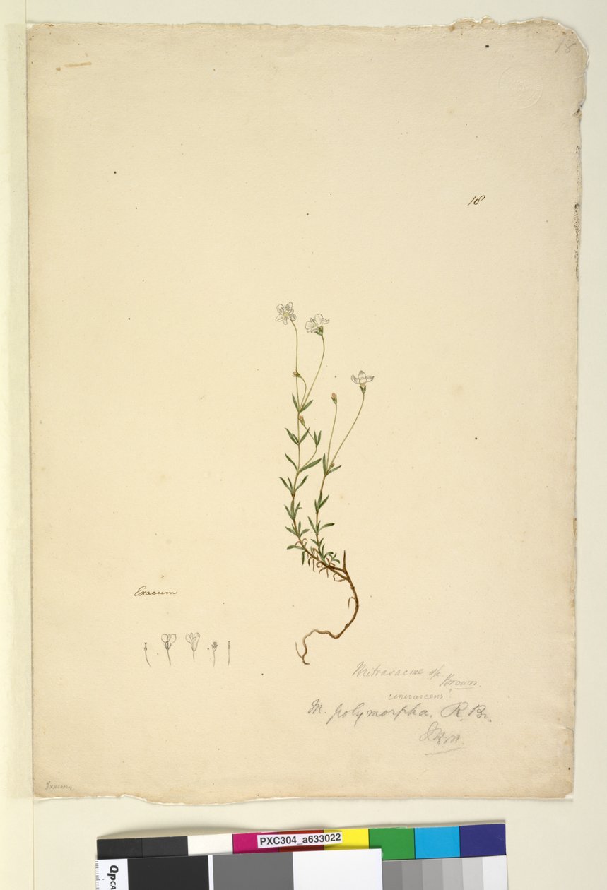Side 18. Mitrasacme polymorpha, ca. 1803-06 (wc, penn, blekk og blyant) av John William Lewin