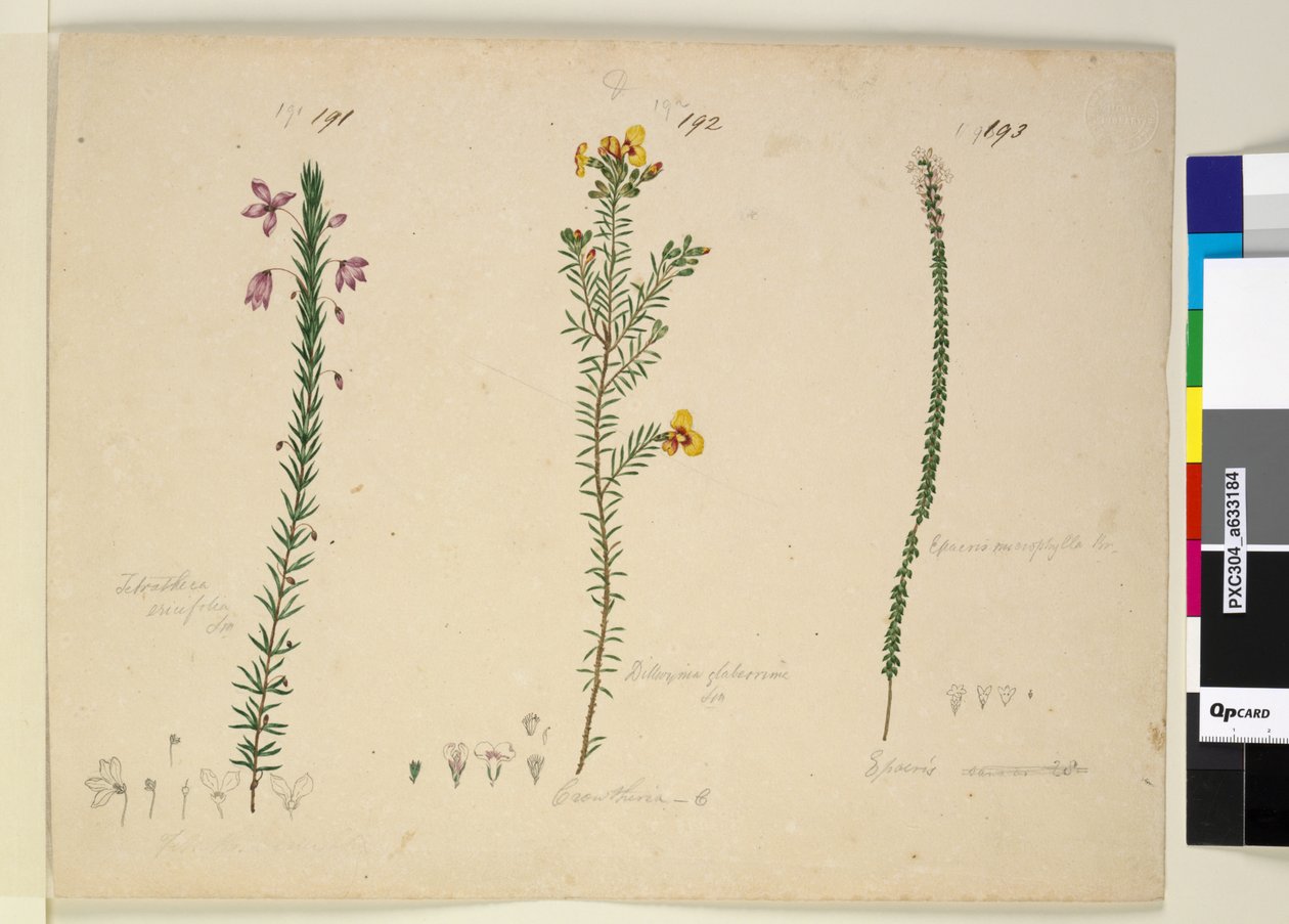 Side 191. Tetratheca ericifolia; 192. Dillwynia glaberrima; 193. Epacris microphylla, ca. 1803-06 (wc, penn, blekk og blyant) av John William Lewin
