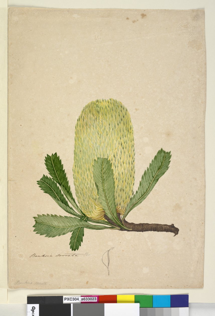 Side 19. Banksia serrata, ca. 1803-06 (wc, penn, blekk og blyant) av John William Lewin
