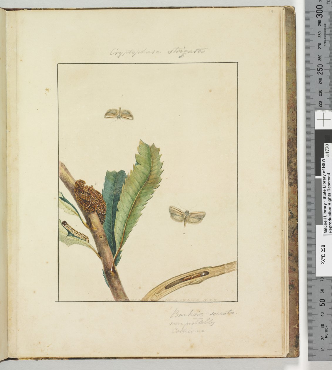 Side 19. Plate 5 Cryptophasa Strigata, 1803-04 (håndfargede etsetrykk) av John William Lewin