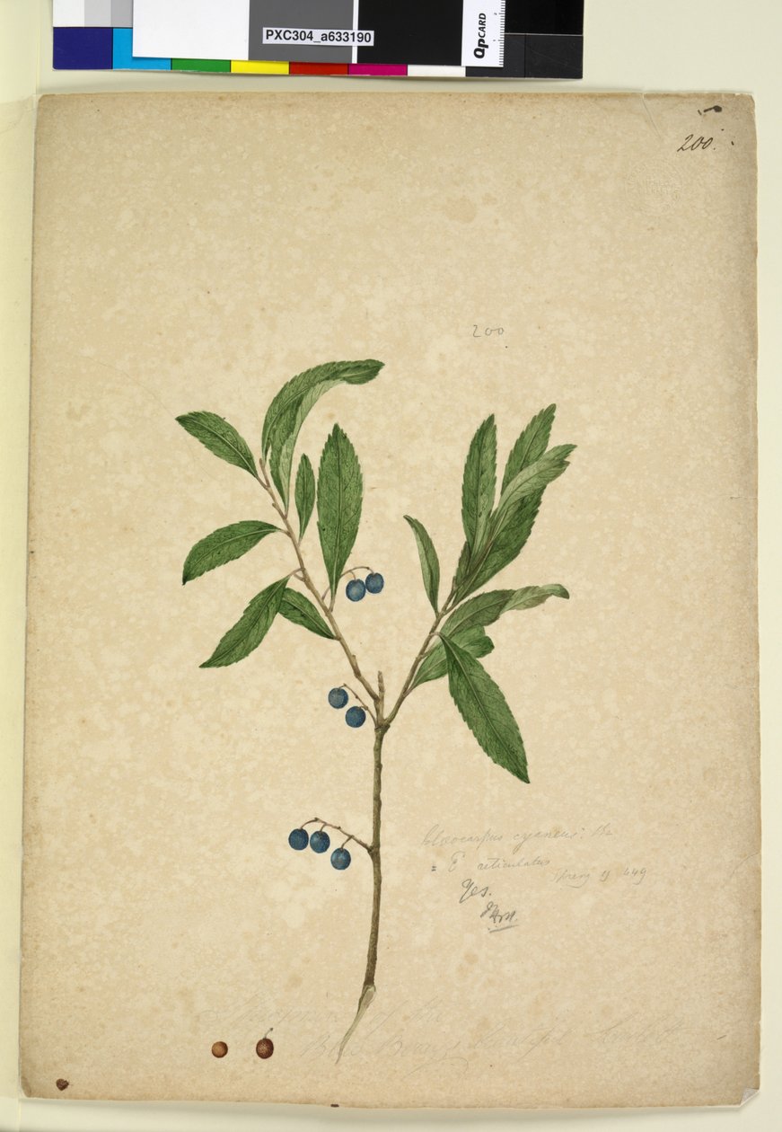 Side 200. Elaeocarpus reticulatus, ca. 1803-06 (wc, penn, blekk og blyant) av John William Lewin