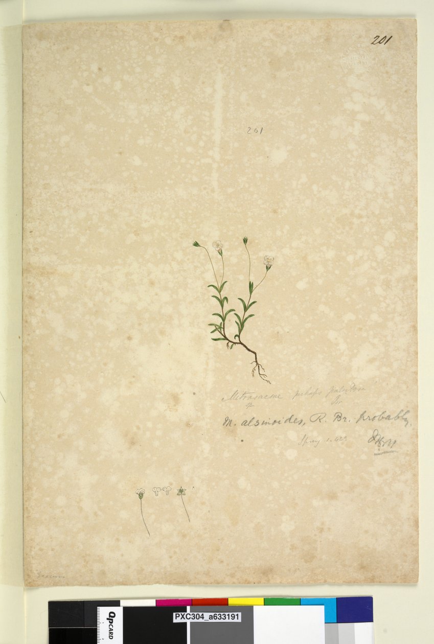 Side 201. Mitrasacme alsinoides, ca. 1803-06 (wc, penn, blekk og blyant) av John William Lewin