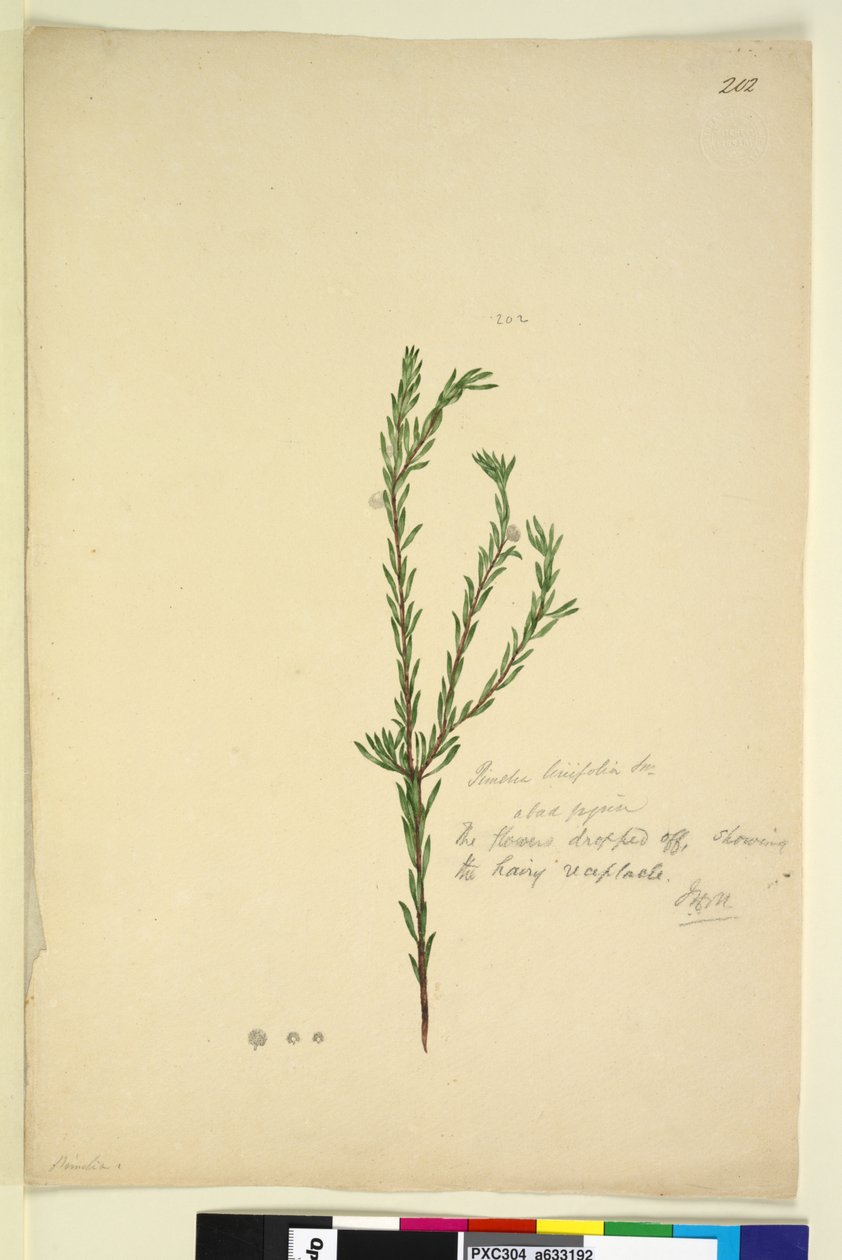 Side 202. Pimelia linifolia, ca. 1803-06 (wc, penn, blekk og blyant) av John William Lewin
