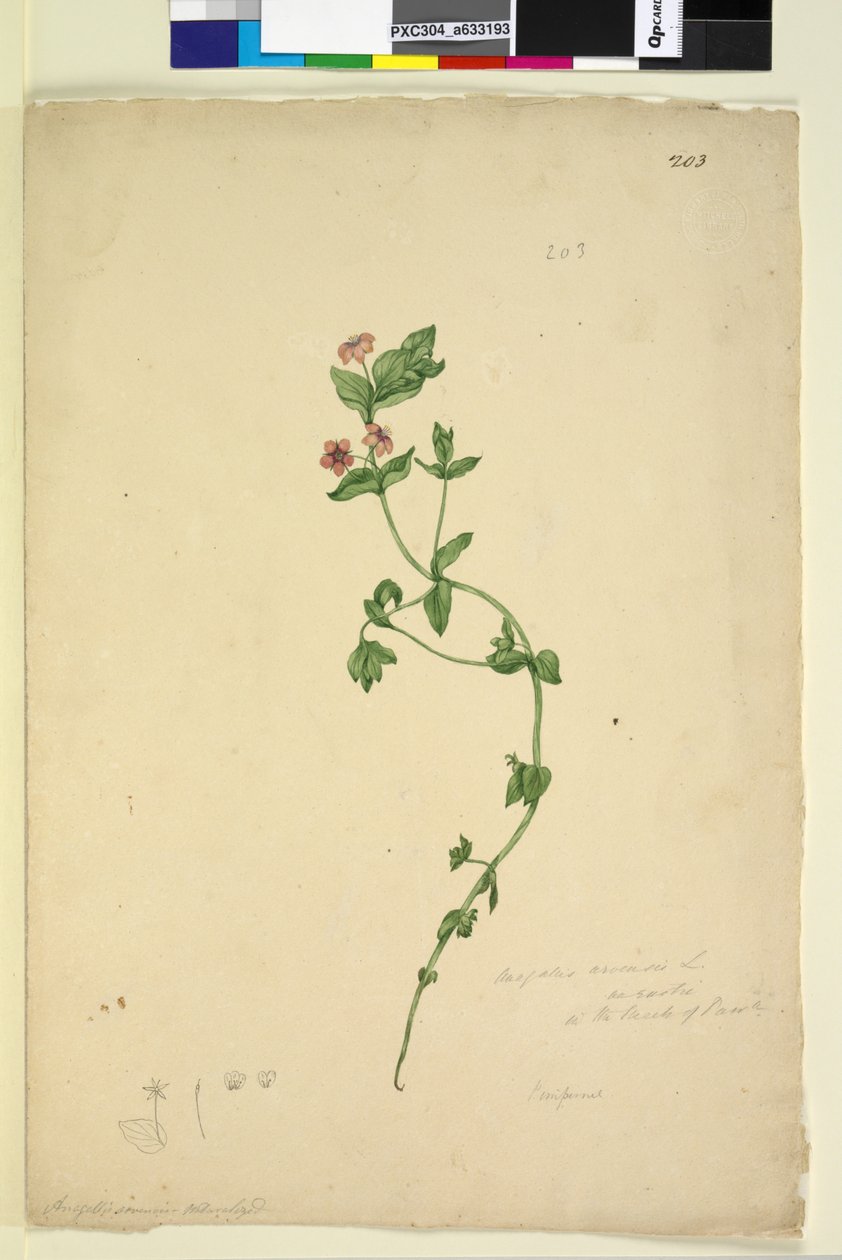 Side 203. Anagalis arvenis, ca. 1803-06 (wc, penn, blekk og blyant) av John William Lewin