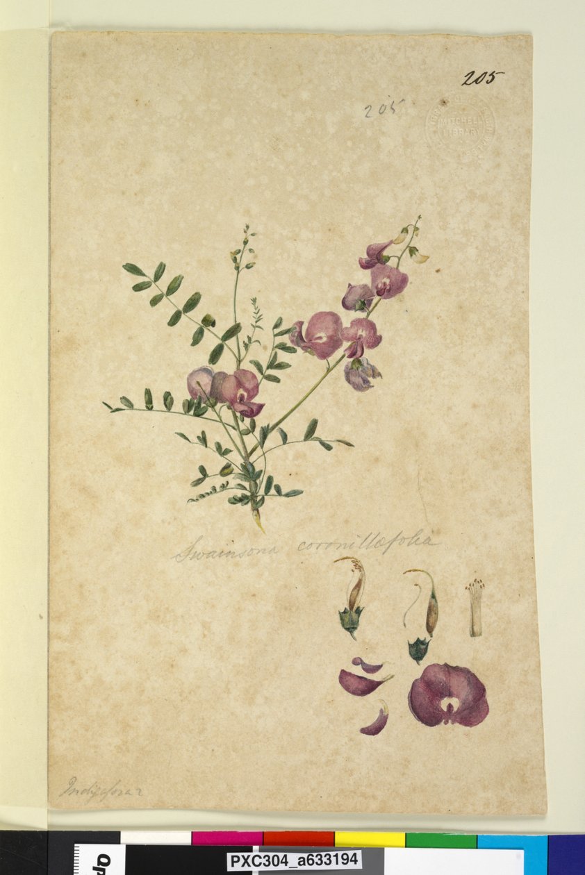 Side 205. Swainsona, ca. 1803-06 (wc, penn, blekk og blyant) av John William Lewin
