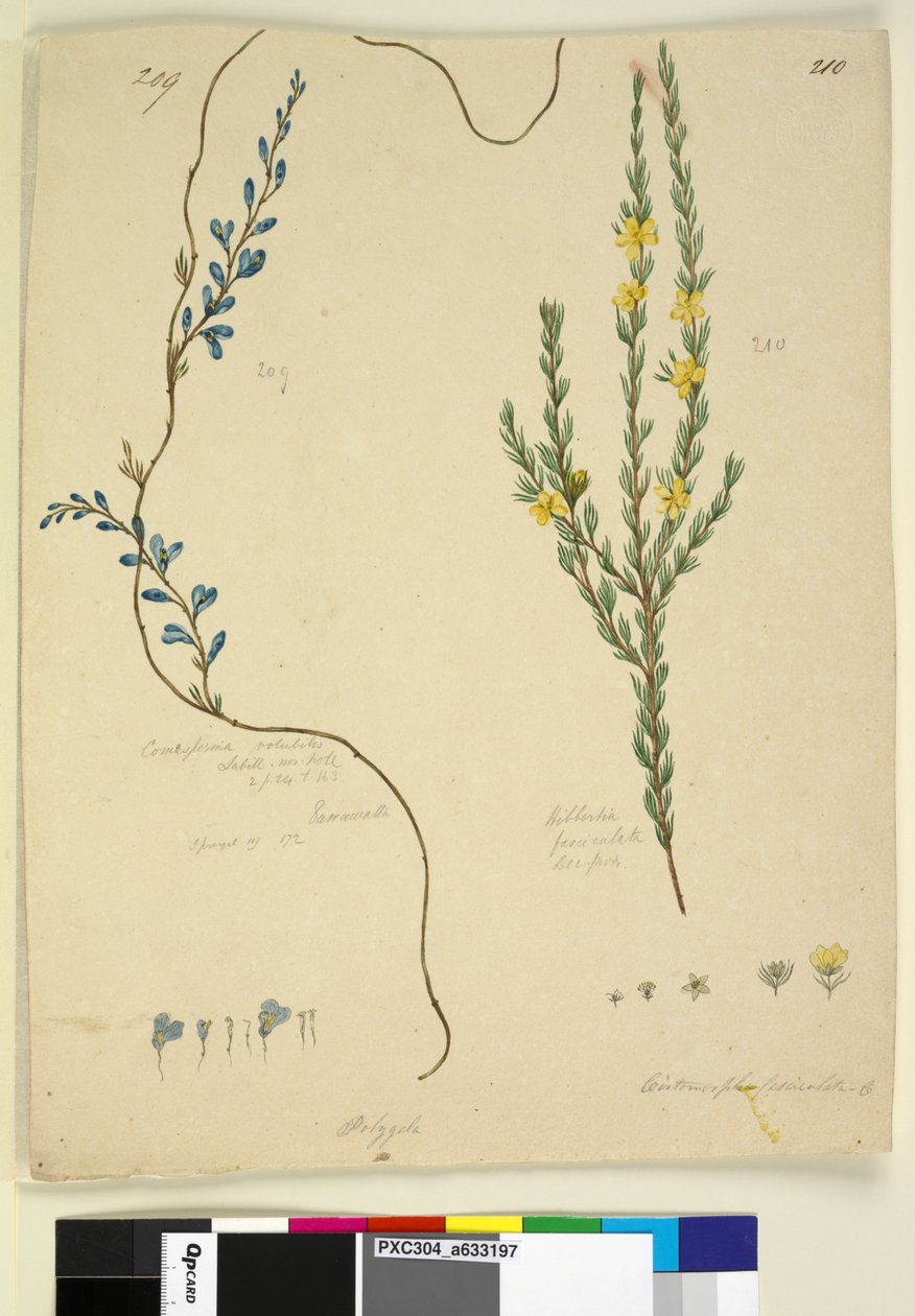 Side 209. Comesperma volubile; 210. Hibbertia fasciculata, ca. 1803-06 (wc, penn, blekk og blyant) av John William Lewin