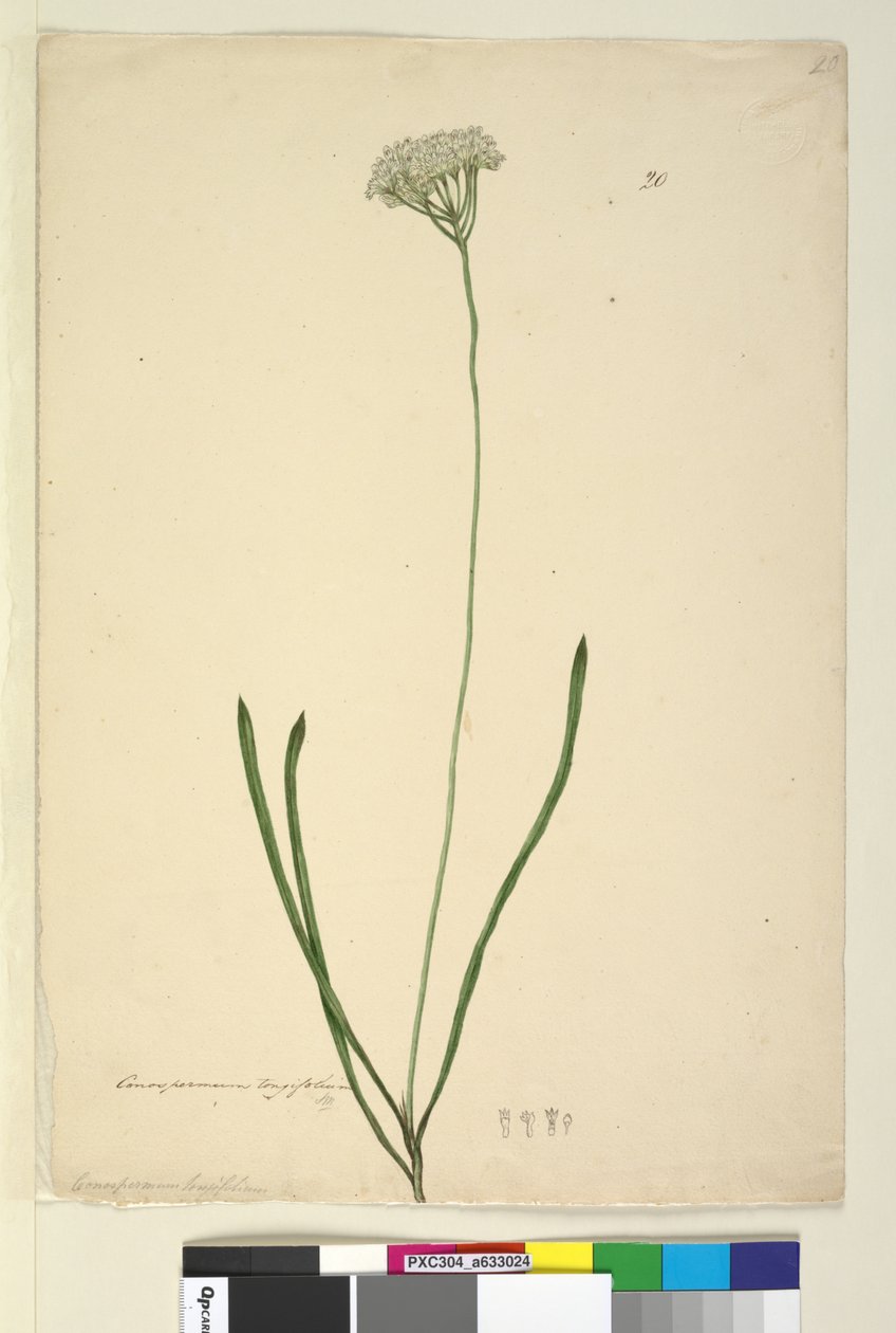 Side 20. Conospermum longifolium, c.1803-06 (wc, penn, blekk og blyant) av John William Lewin