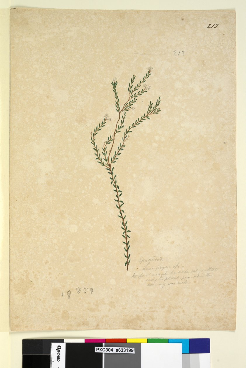 Side 213. EpacrideaeLeucopogon sp., ca. 1803-06 (wc, penn, blekk og blyant) av John William Lewin