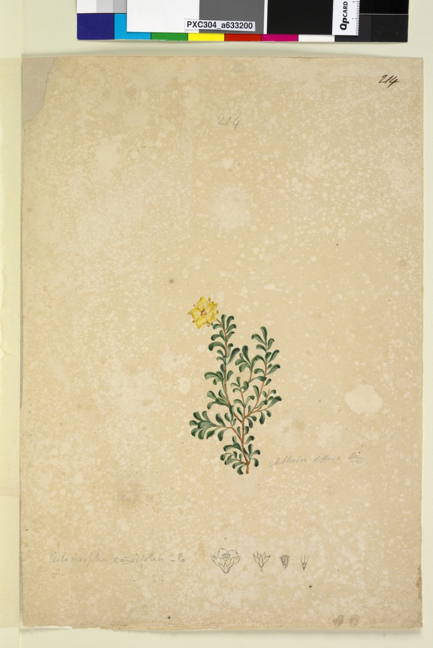 Side 214. Hibbertia diffusa, ca. 1803-06 (wc, penn, blekk og blyant) av John William Lewin