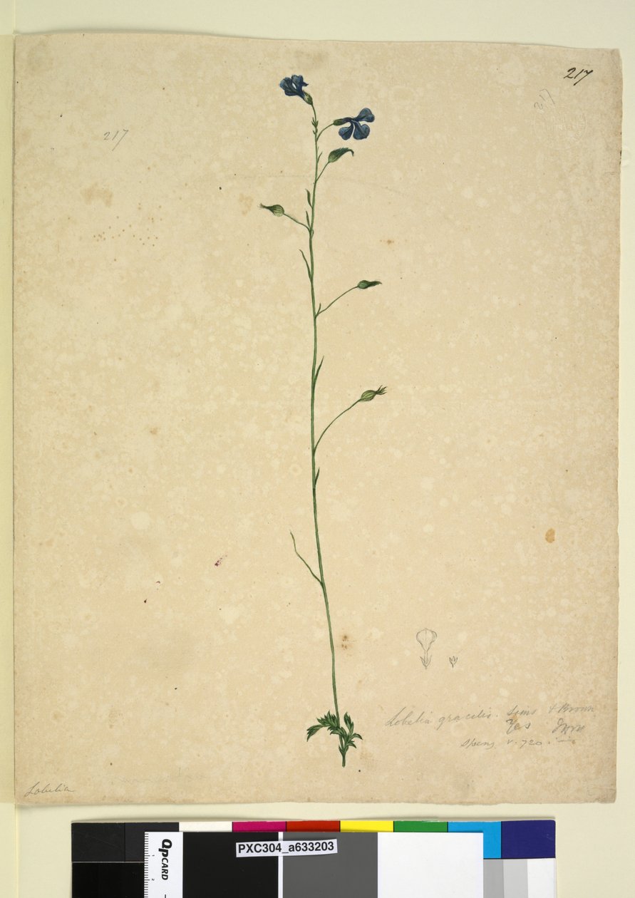 Side 217. Lobelia gracilis, ca. 1803-06 (wc, penn, blekk og blyant) av John William Lewin