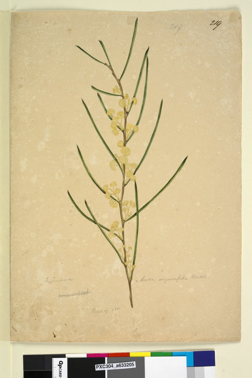 Side 219. Acacia angustifolia, ca. 1803-06 (wc, penn, blekk og blyant) av John William Lewin