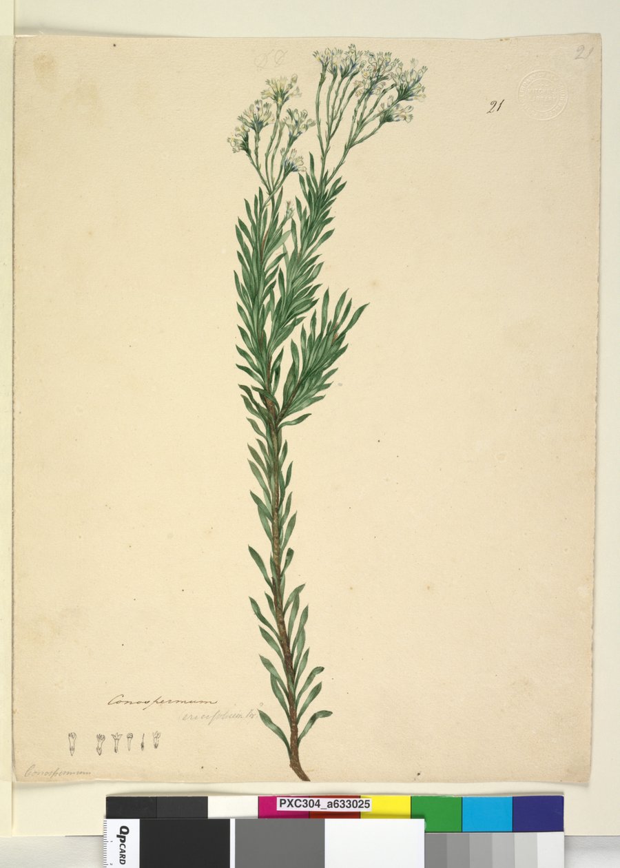 Side 21. Conospermum ericifolium, c.1803-06 (wc, penn, blekk og blyant) av John William Lewin