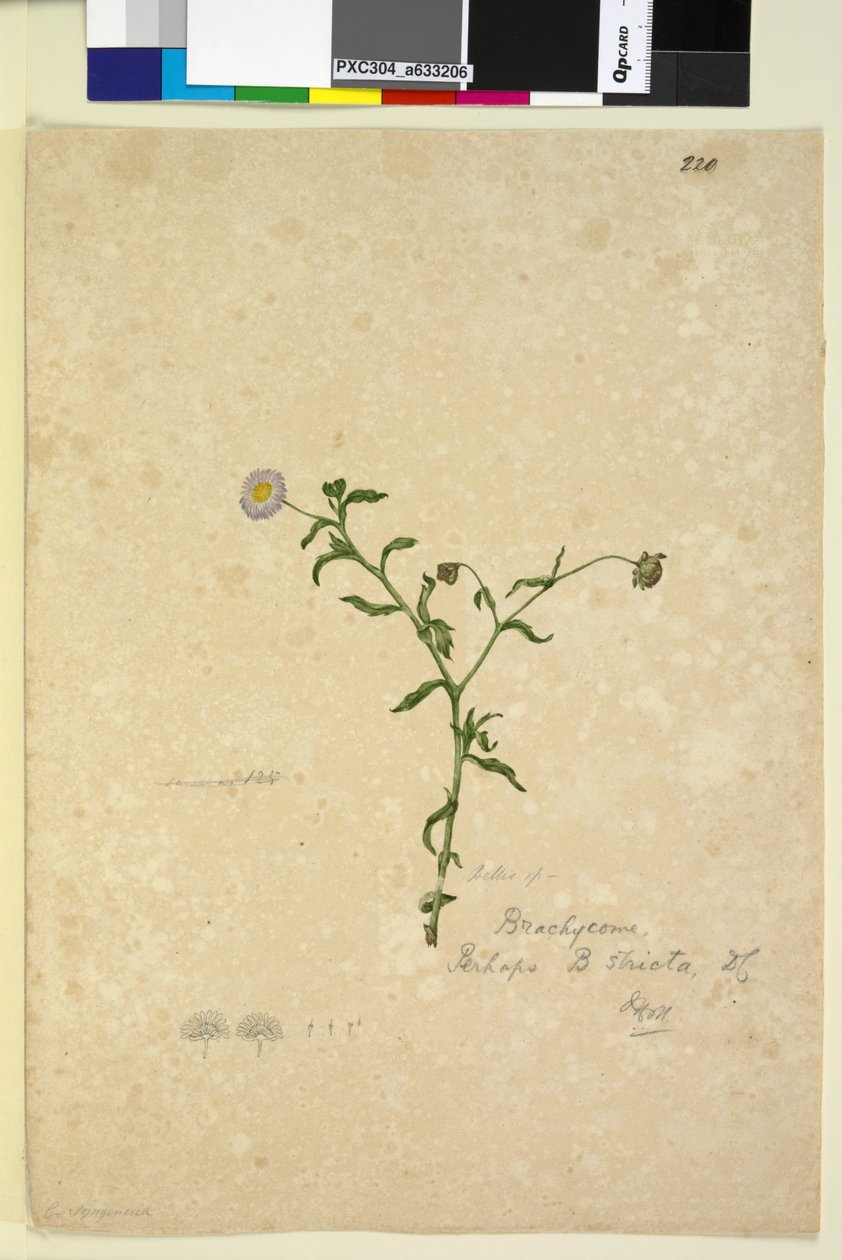 Side 220. Brachycome multifida, c.1803-06 (wc, penn, blekk og blyant) av John William Lewin