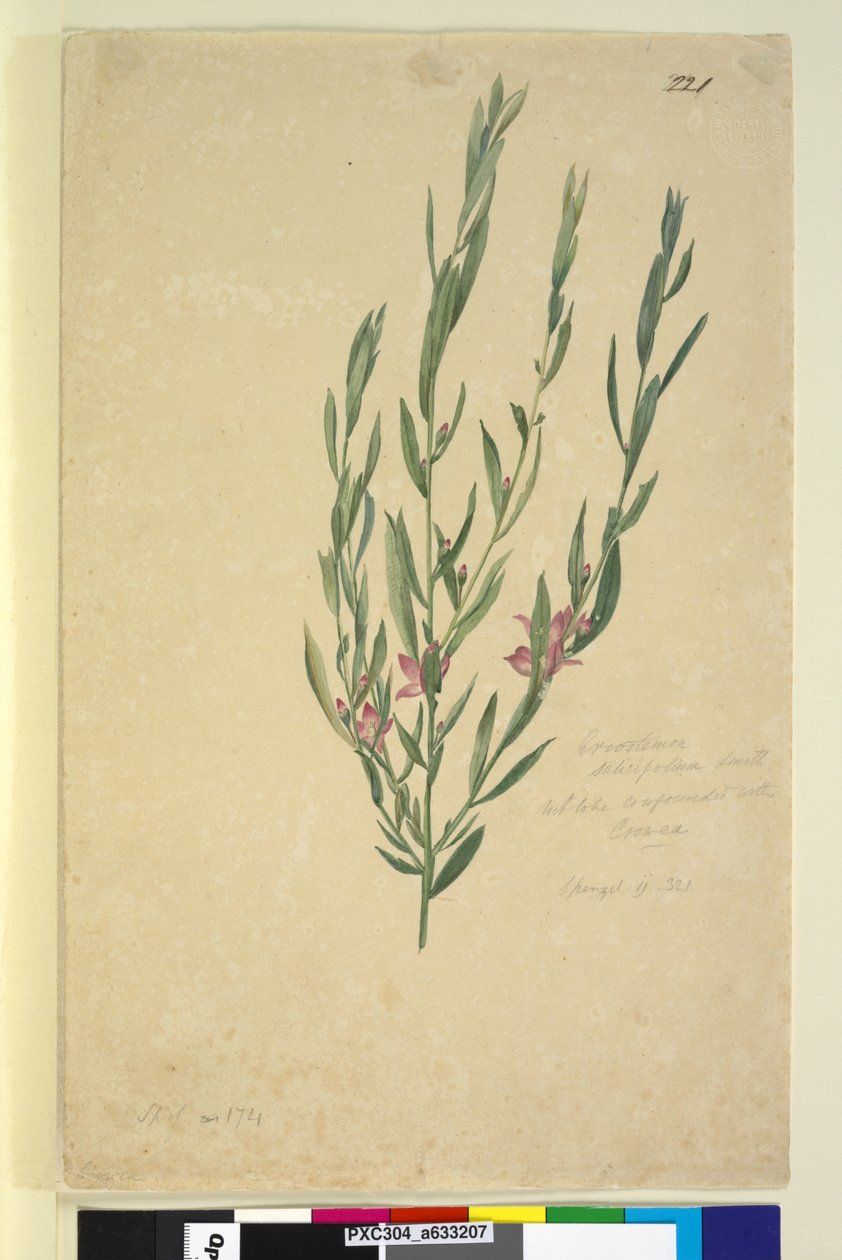 Side 221. Eriostemon, ca. 1803-06 (wc, penn, blekk og blyant) av John William Lewin