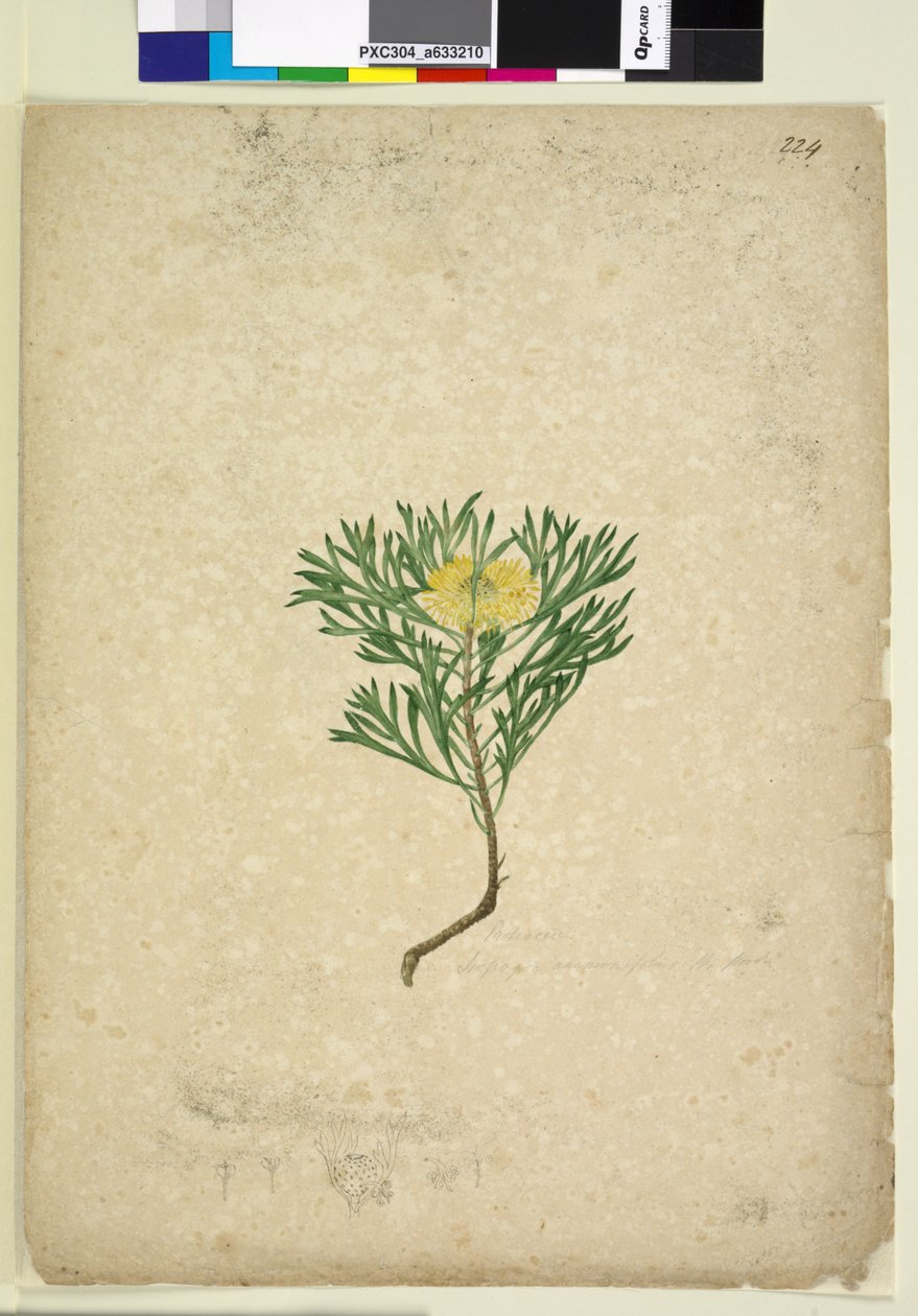 Side 224. Isopogon anemonifolius, c.1803-06 (wc, penn, blekk og blyant) av John William Lewin