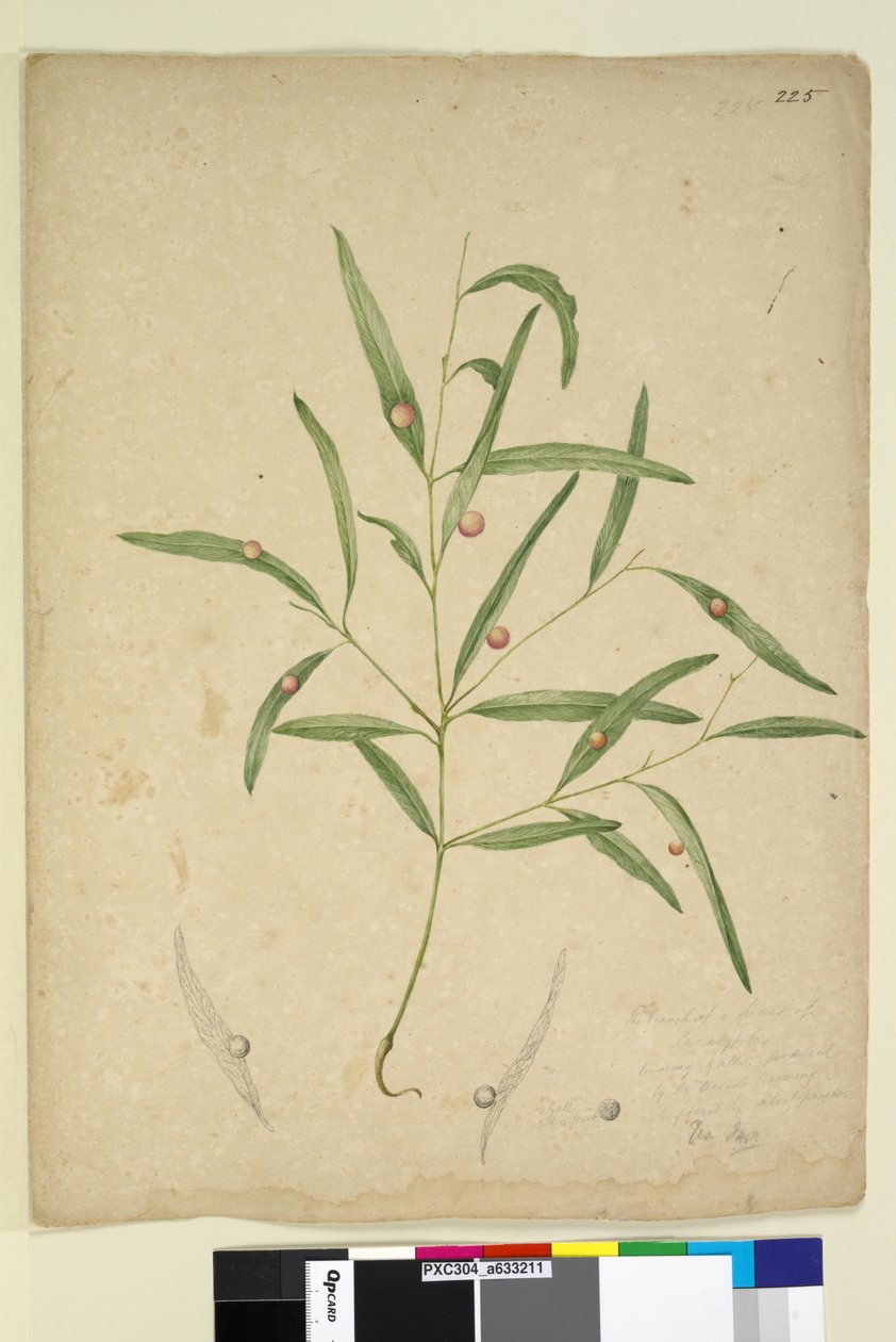 Side 225. Grenen til en art av eukalyptus som bærer galler..., ca. 1803-06 (wc, penn, blekk og blyant) av John William Lewin