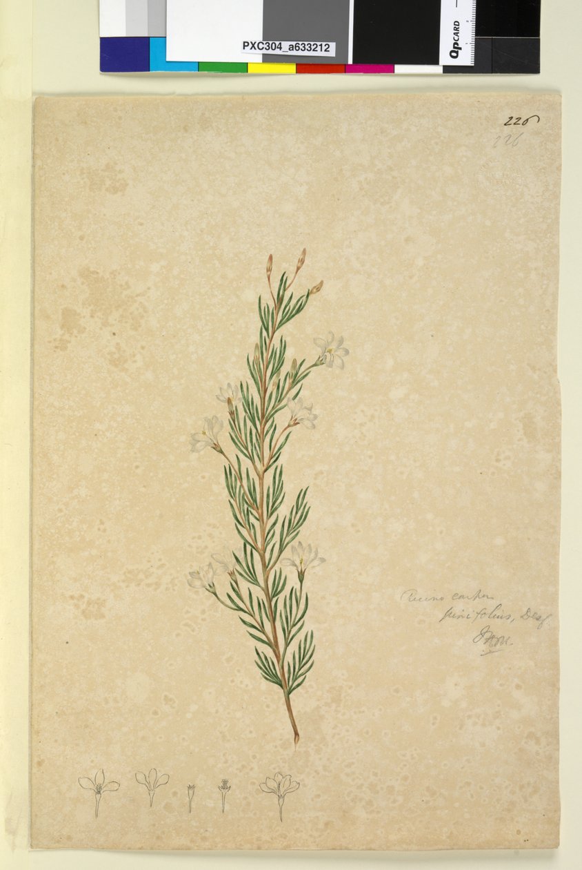 Side 226. Ricinocarpus pinifolius, ca. 1803-06 (wc, penn, blekk og blyant) av John William Lewin