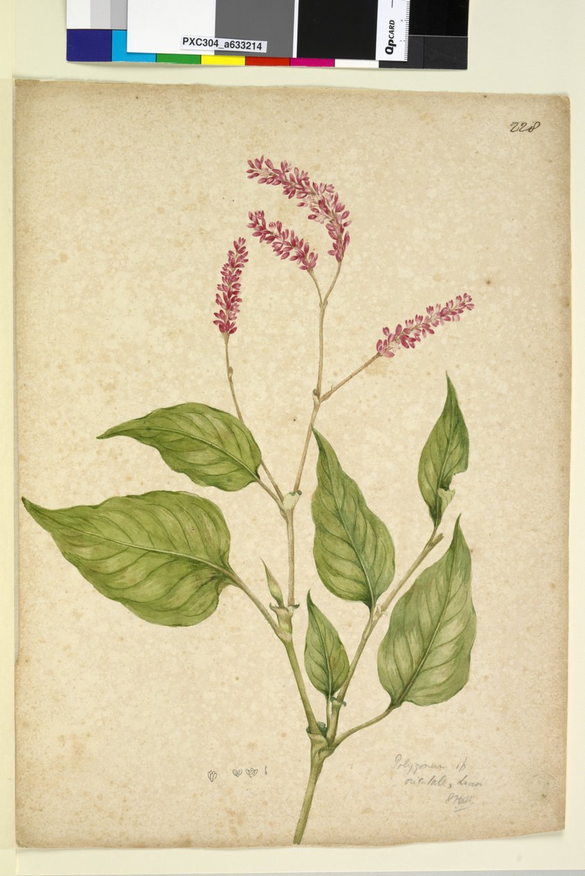 Side 228. Polygonum orientale, ca. 1803-06 (wc, penn, blekk og blyant) av John William Lewin