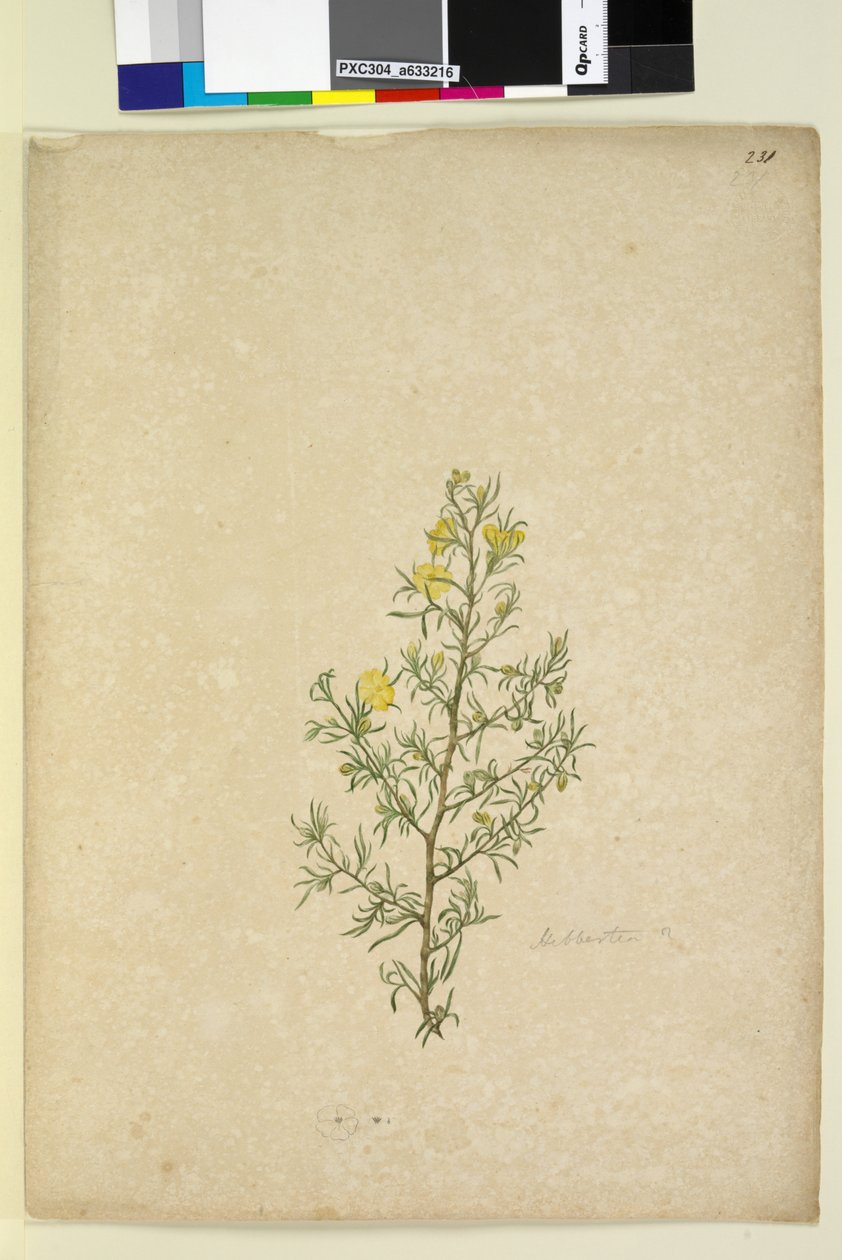 Side 231. Hibbertia sp, ca. 1803-06 (wc, penn, blekk og blyant) av John William Lewin