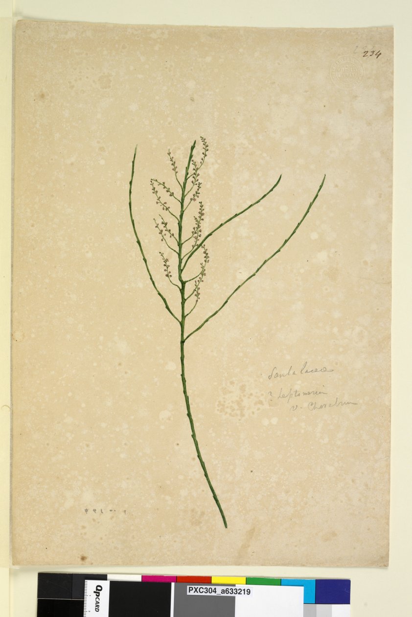 Side 234. Leptomeria, ca. 1803-06 (wc, penn, blekk og blyant) av John William Lewin
