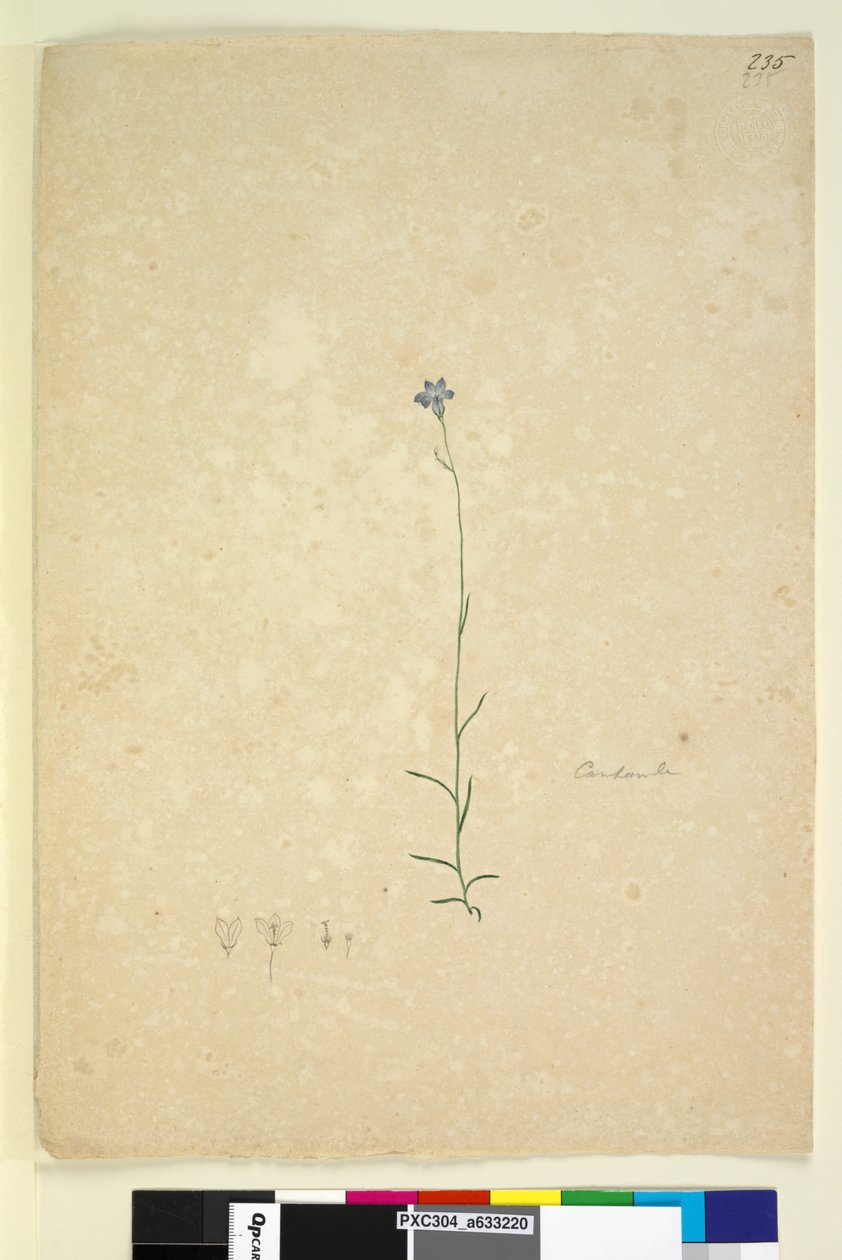 Side 235. Campanula, ca. 1803-06 (wc, penn, blekk og blyant) av John William Lewin