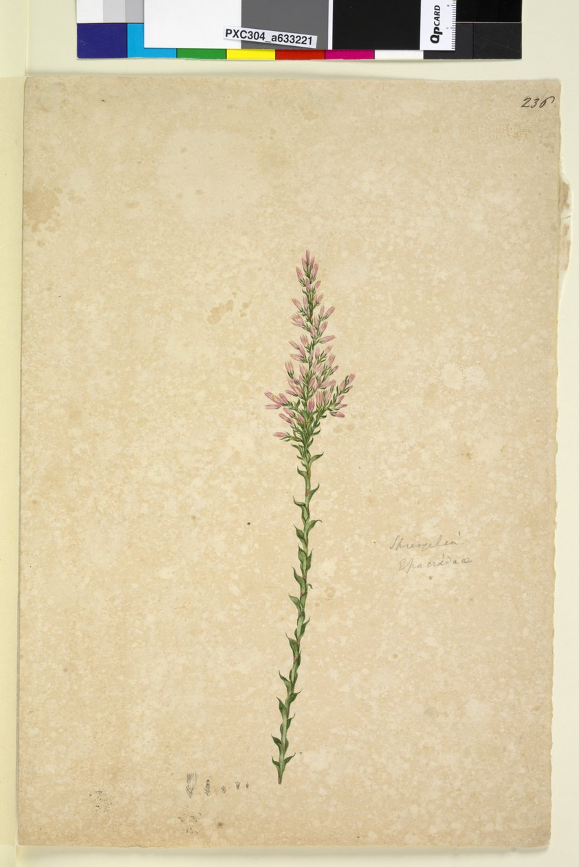 Side 236. Sprengelia, ca. 1803-06 (wc, penn, blekk og blyant) av John William Lewin