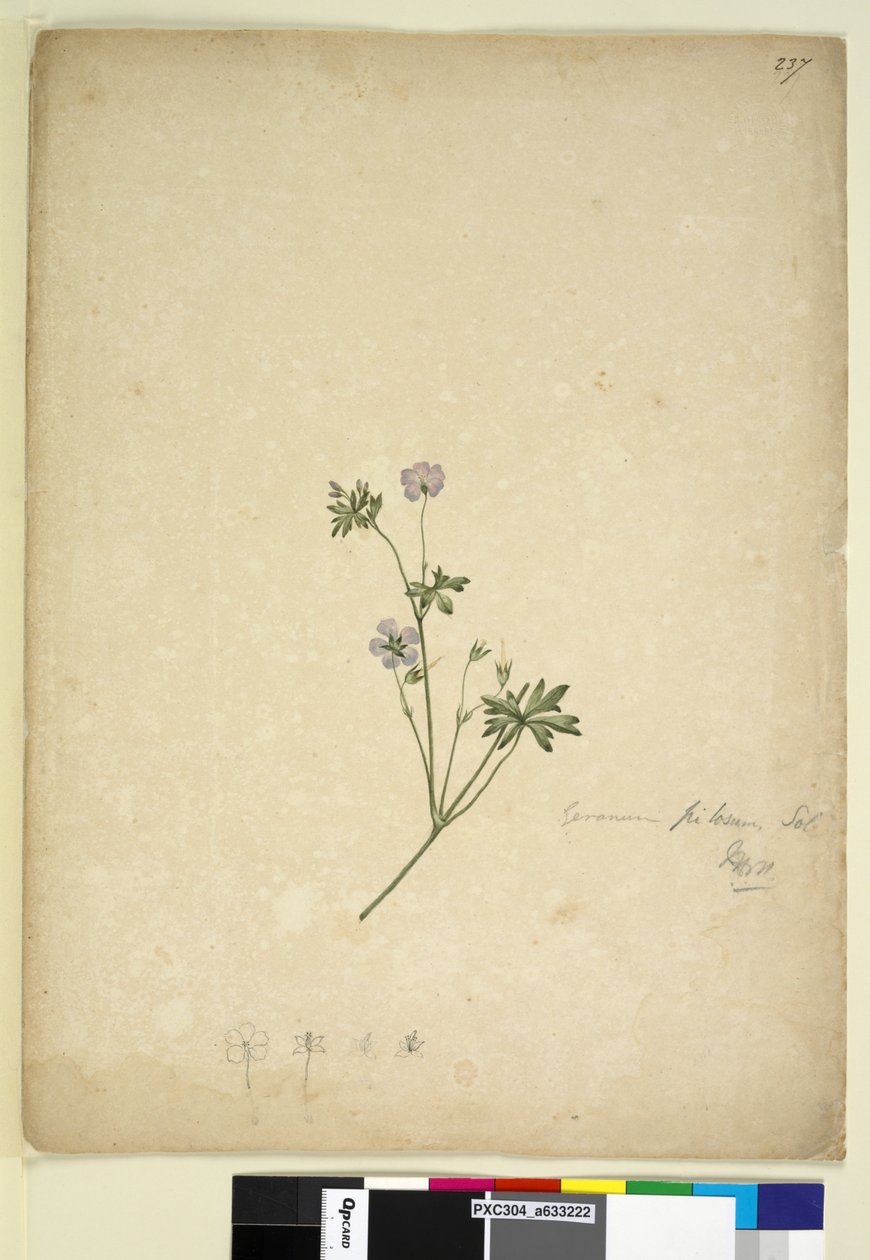 Side 237. Geranium pilosum, ca. 1803-06 (wc, penn, blekk og blyant) av John William Lewin