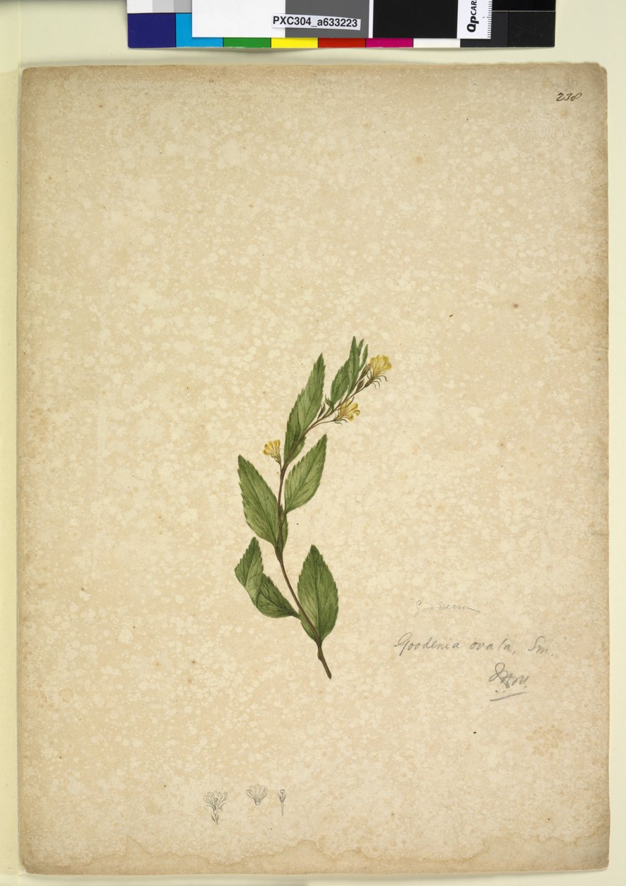 Side 238. Goodenia ovata, ca. 1803-06 (wc, penn, blekk og blyant) av John William Lewin