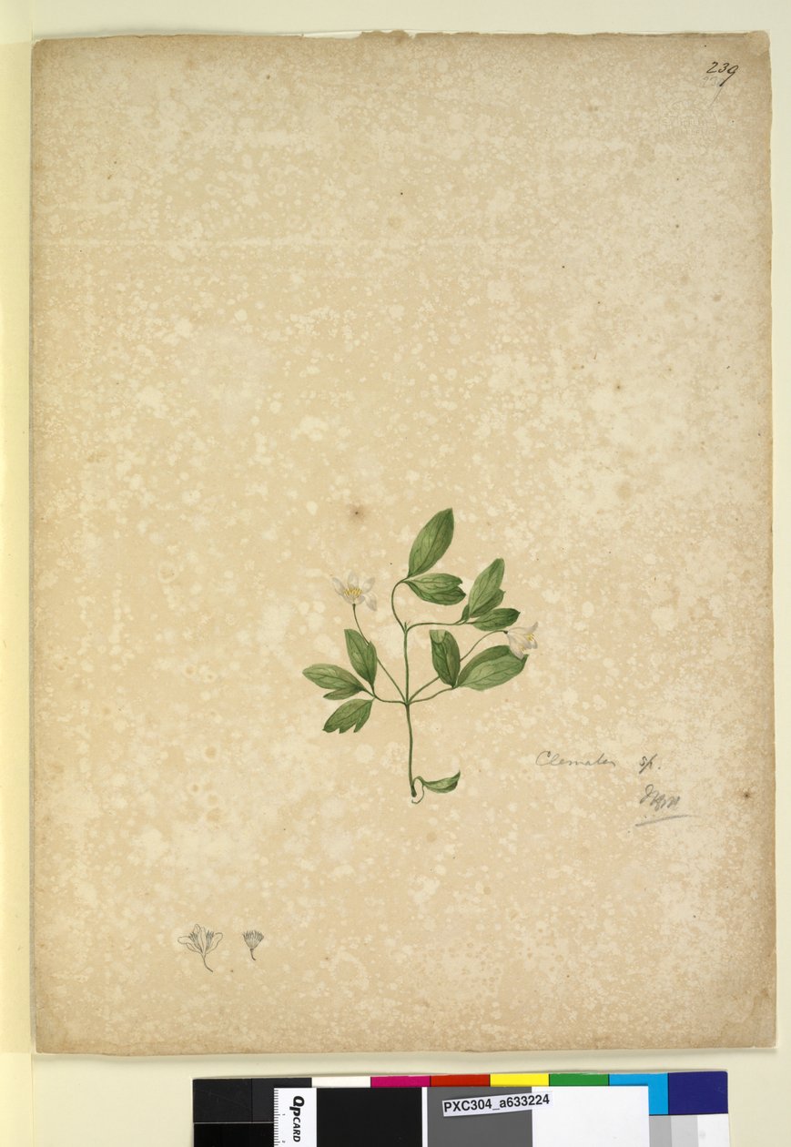 Side 239. Clematis, ca. 1803-06 (wc, penn, blekk og blyant) av John William Lewin