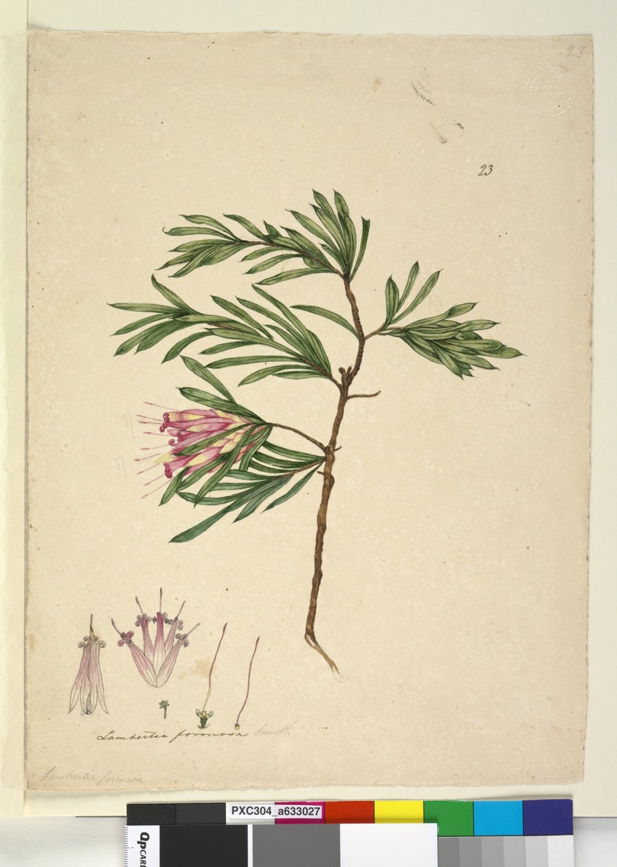 Side 23. Lambertia formosa, ca. 1803-06 (wc, penn, blekk og blyant) av John William Lewin