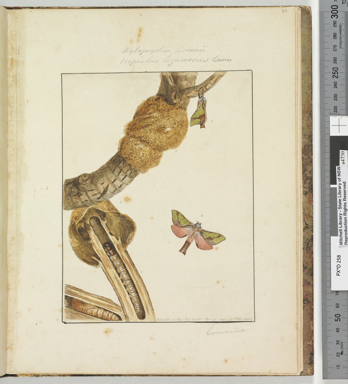 Side 23 Plate 6 Xylopsyche Lewinni Hepialus Ligniveren Lewin, 1803-04 (håndfargede etsetrykk) av John William Lewin