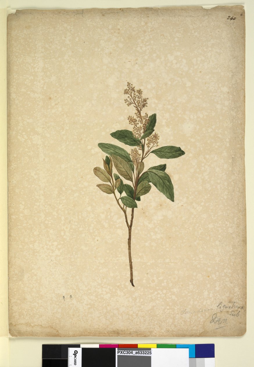 Side 240. Pomaderris ligustrina, ca. 1803-06 (wc, penn, blekk og blyant) av John William Lewin