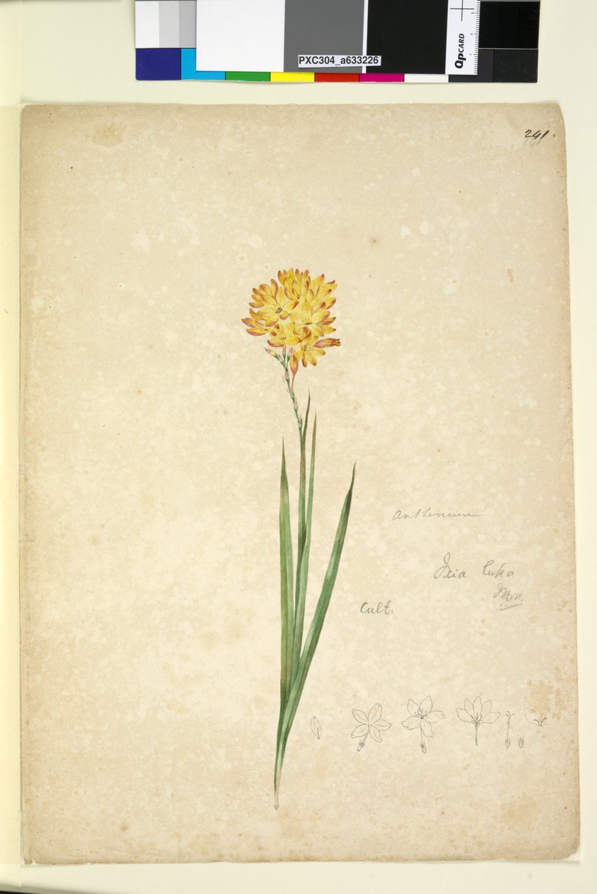 Side 241. Ixia lutea, ca. 1803-06 (wc, penn, blekk og blyant) av John William Lewin