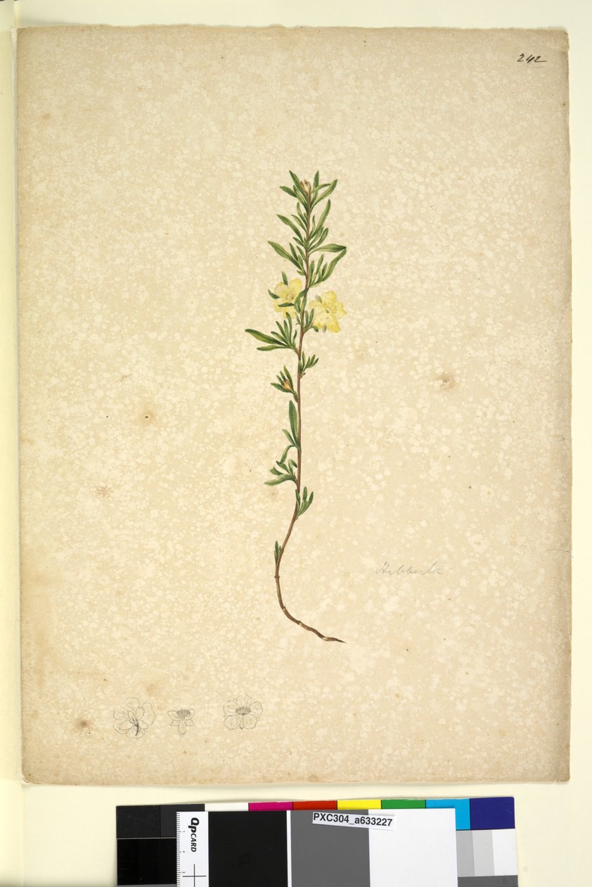 Side 242. Hibberta, ca. 1803-06 (wc, penn, blekk og blyant) av John William Lewin