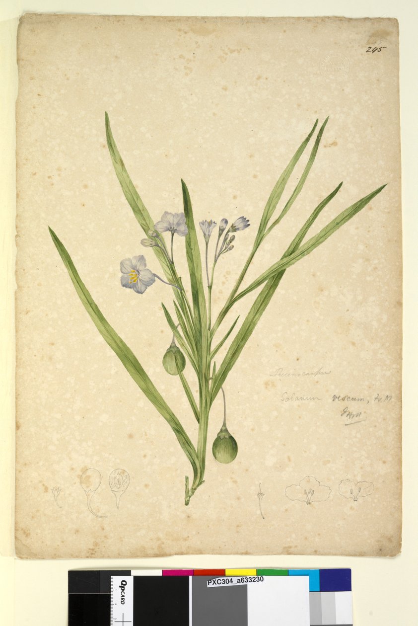 Side 245. Solanum vescum, c.1803-06 (wc, penn, blekk og blyant) av John William Lewin