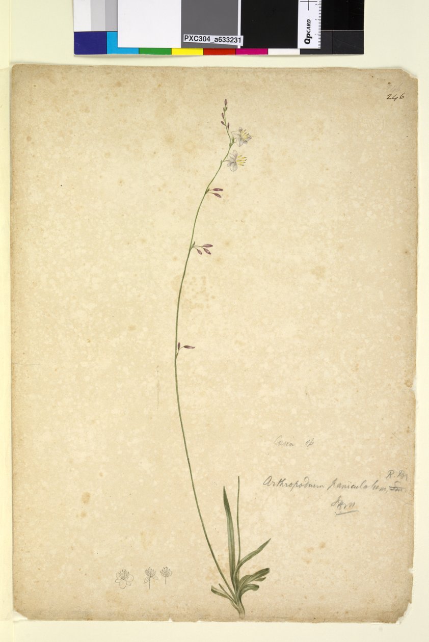 Side 246. Arthropodium paniculatum, ca. 1803-06 (wc, penn, blekk og blyant) av John William Lewin