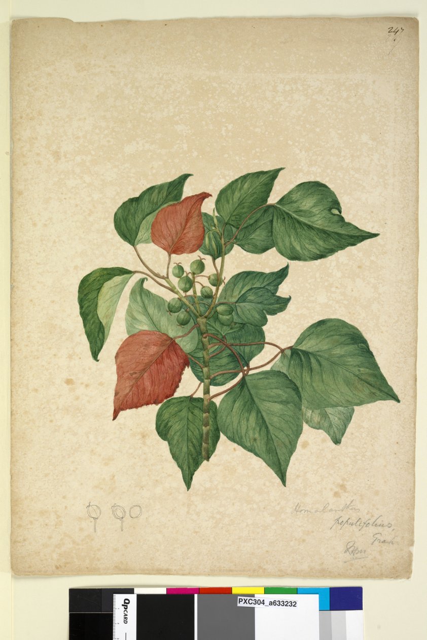 Side 247. Homolanthus populifolius Omalanthus populifolius, c.1803-06 (wc, penn, blekk og blyant) av John William Lewin