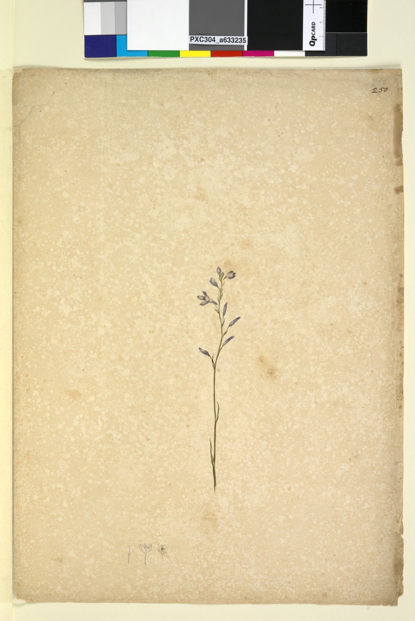 Side 250. Uidentifisert plante, ca. 1803-06 (wc, penn, blekk og blyant) av John William Lewin