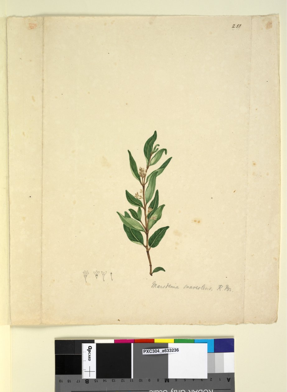 Side 251. Marsdenia suaveolens, ca. 1803-06 (wc, penn, blekk og blyant) av John William Lewin