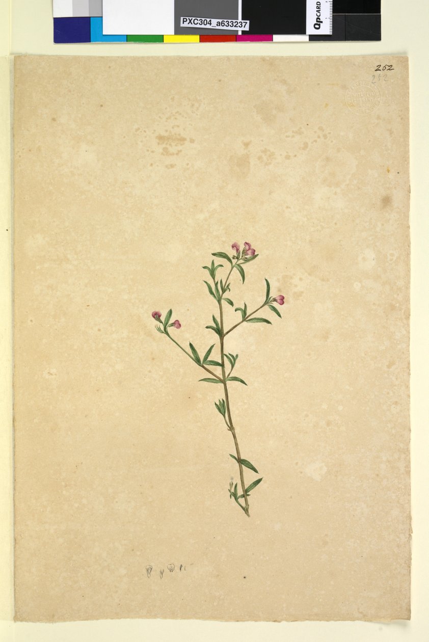 Side 252. Uidentifisert plante, ca. 1803-06 (wc, penn, blekk og blyant) av John William Lewin