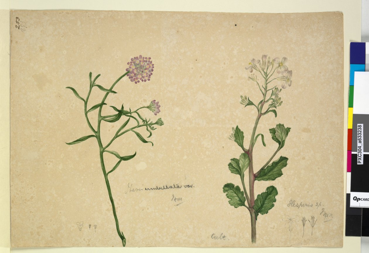 Side 253. Iberis umbellata; Hesperis sp., ca. 1803-06 (wc, penn, blekk og blyant) av John William Lewin