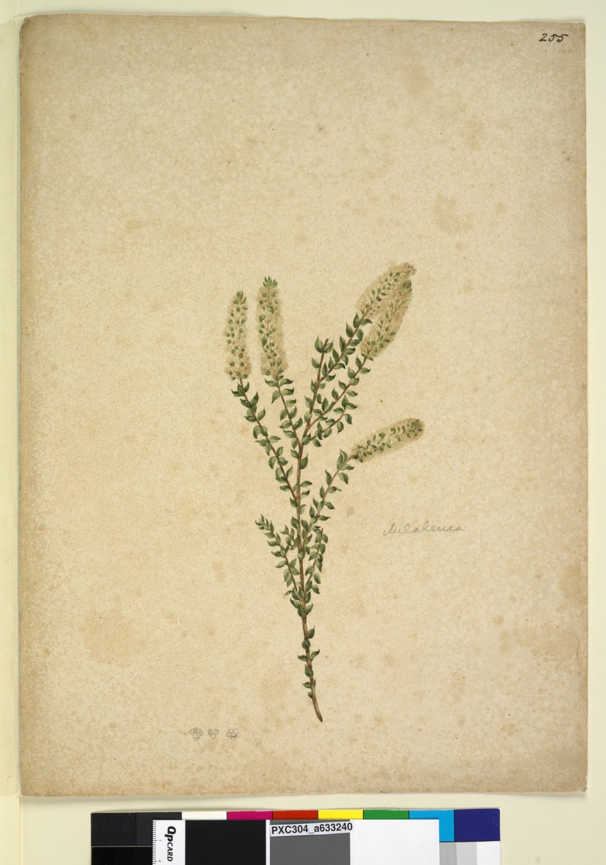 Side 255. Melaleuca, ca. 1803-06 (wc, penn, blekk og blyant) av John William Lewin