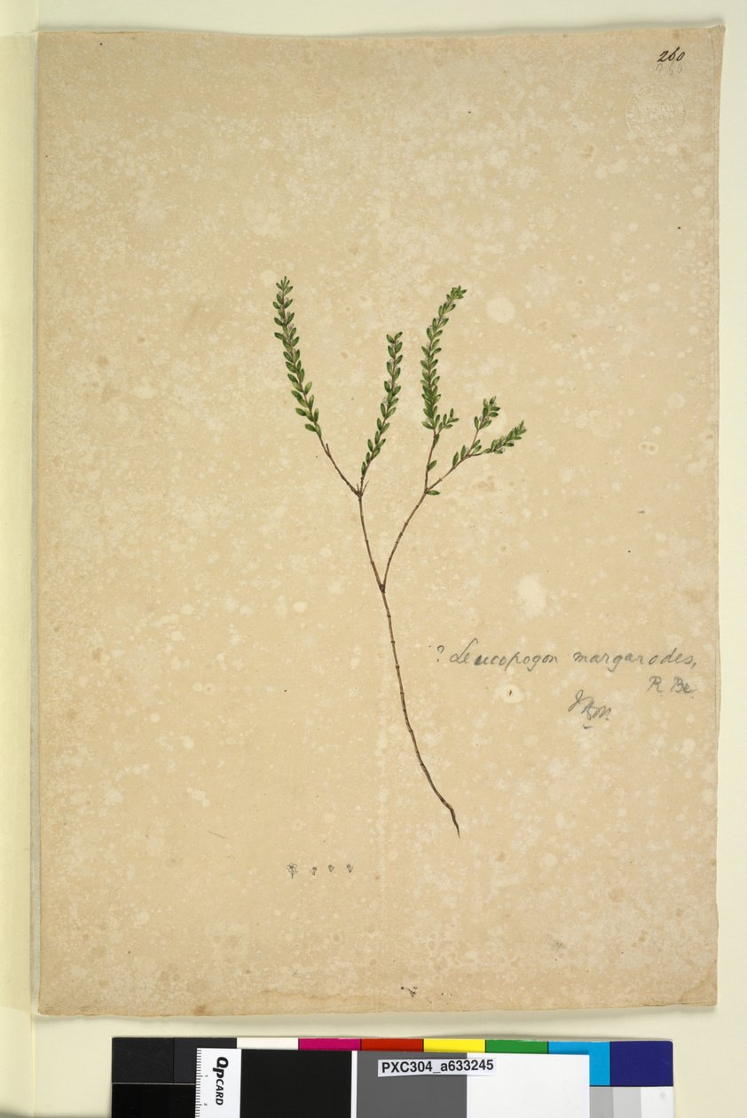 Side 260. Leucopogon margarodes, ca. 1803-06 (wc, penn, blekk og blyant) av John William Lewin